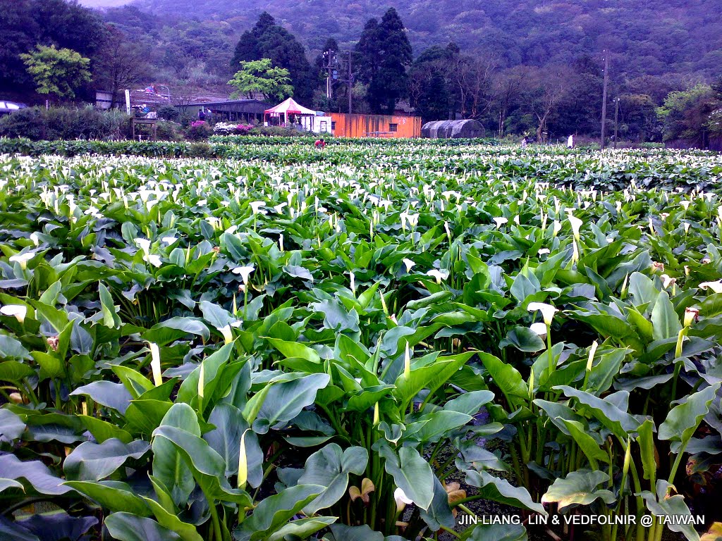 陽明山海芋