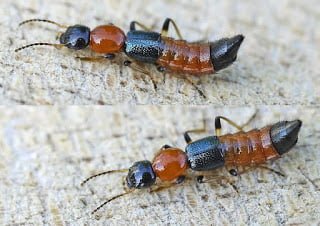 Paederus littoralis (Photographer: ©entomart)