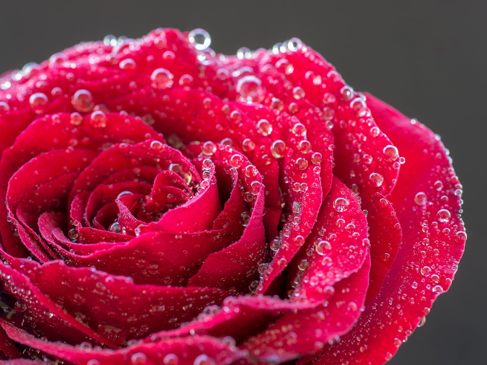 Dewy-rose-Anja-Pietsch