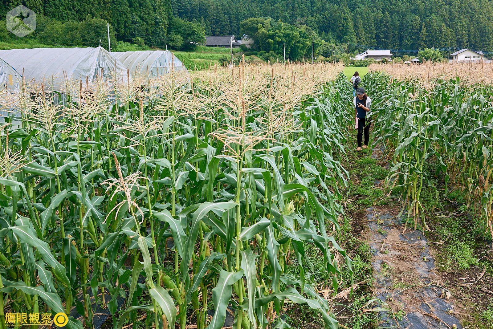 一群人享受鄉村玉米田的風光