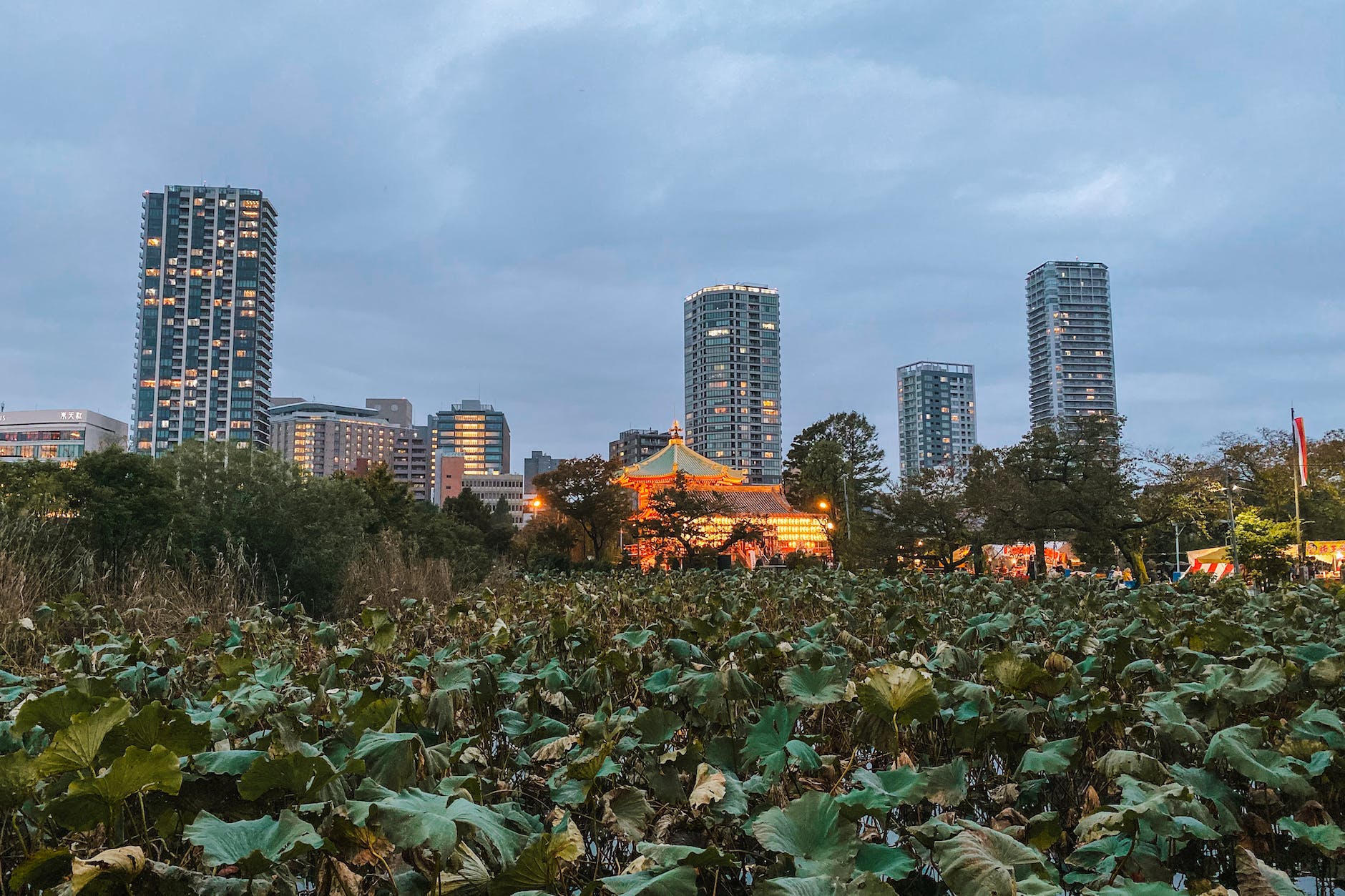 上野公園（Ueno Park）的荷花池
