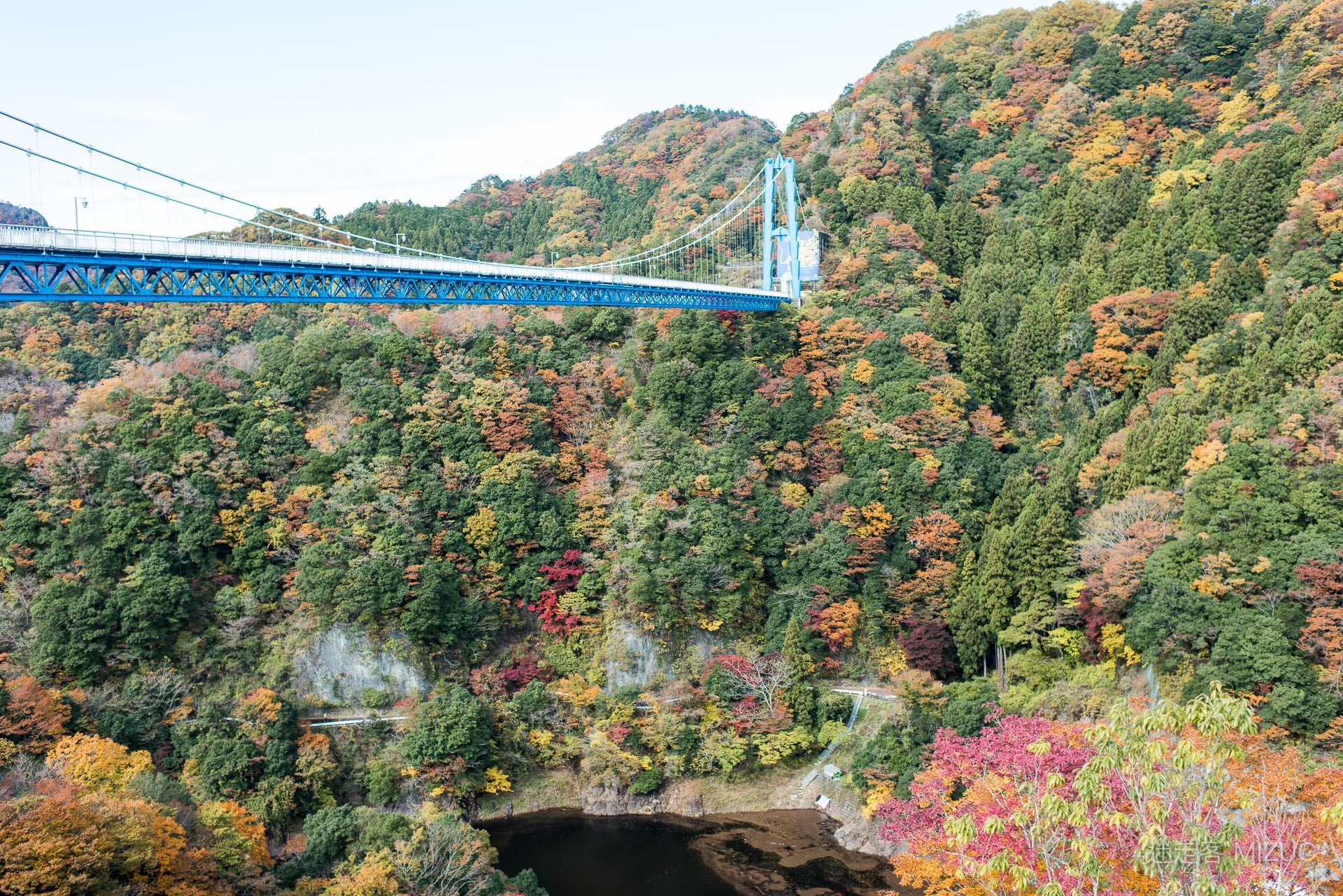 走入龍神大吊橋的入口廣場，兩側群山在秋天染上層次分明的金橙色澤