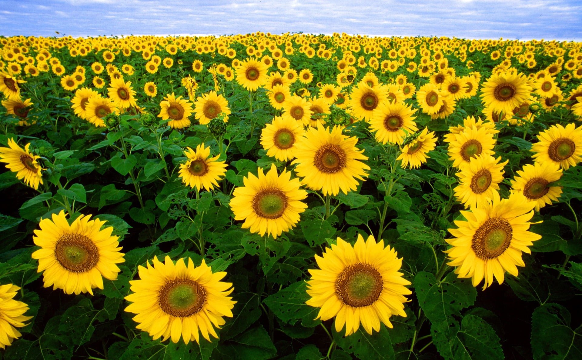 向日葵🌻