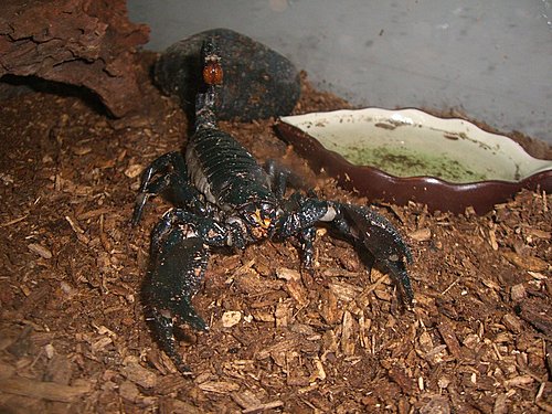節肢生物飼養與管教（被蠍子咬經驗談）