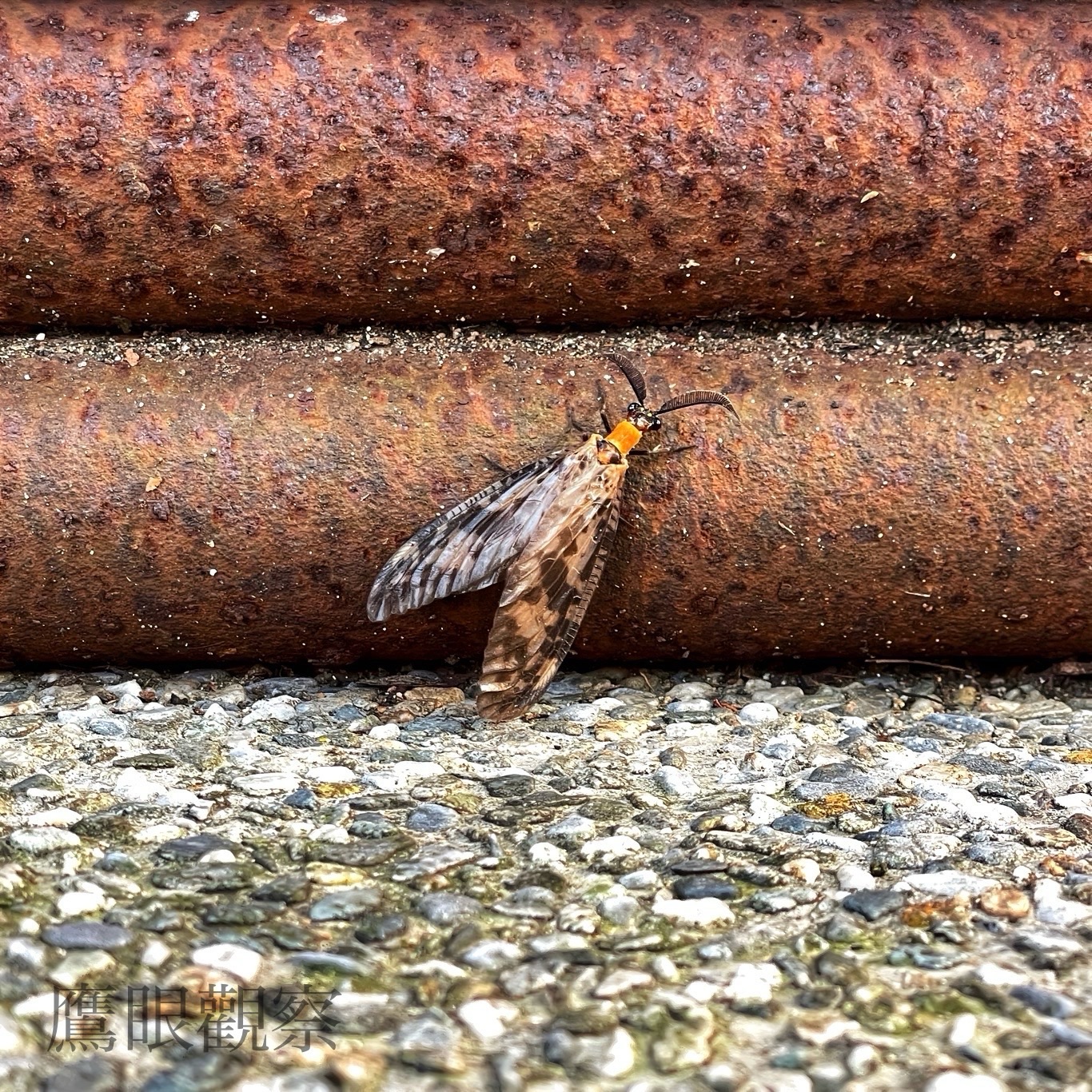 淡海新市鎮的自然驚喜:遇見中華斑魚蛉