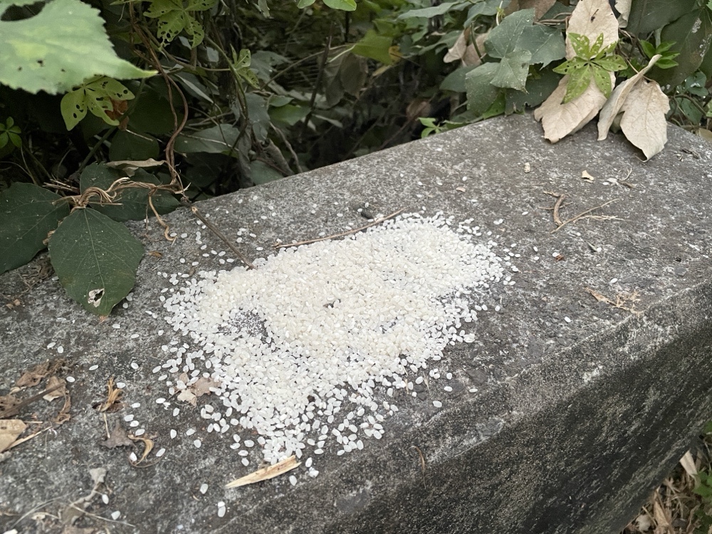 在淡水公司田溪看見石牆白米:路邊放生白米餵鳥,為何對生態是「致命善意」?