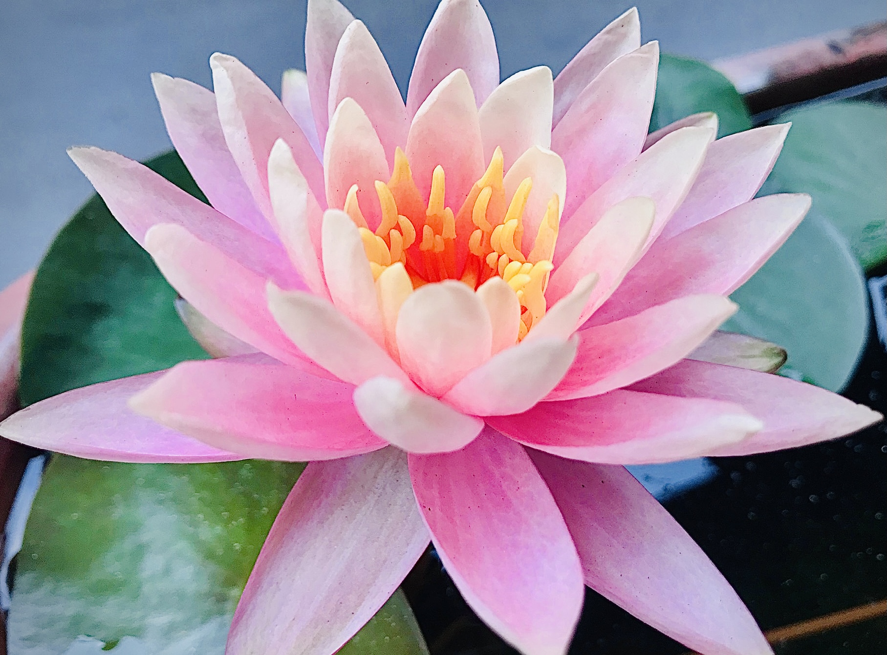 五魚十蝦蓮花缸雜談