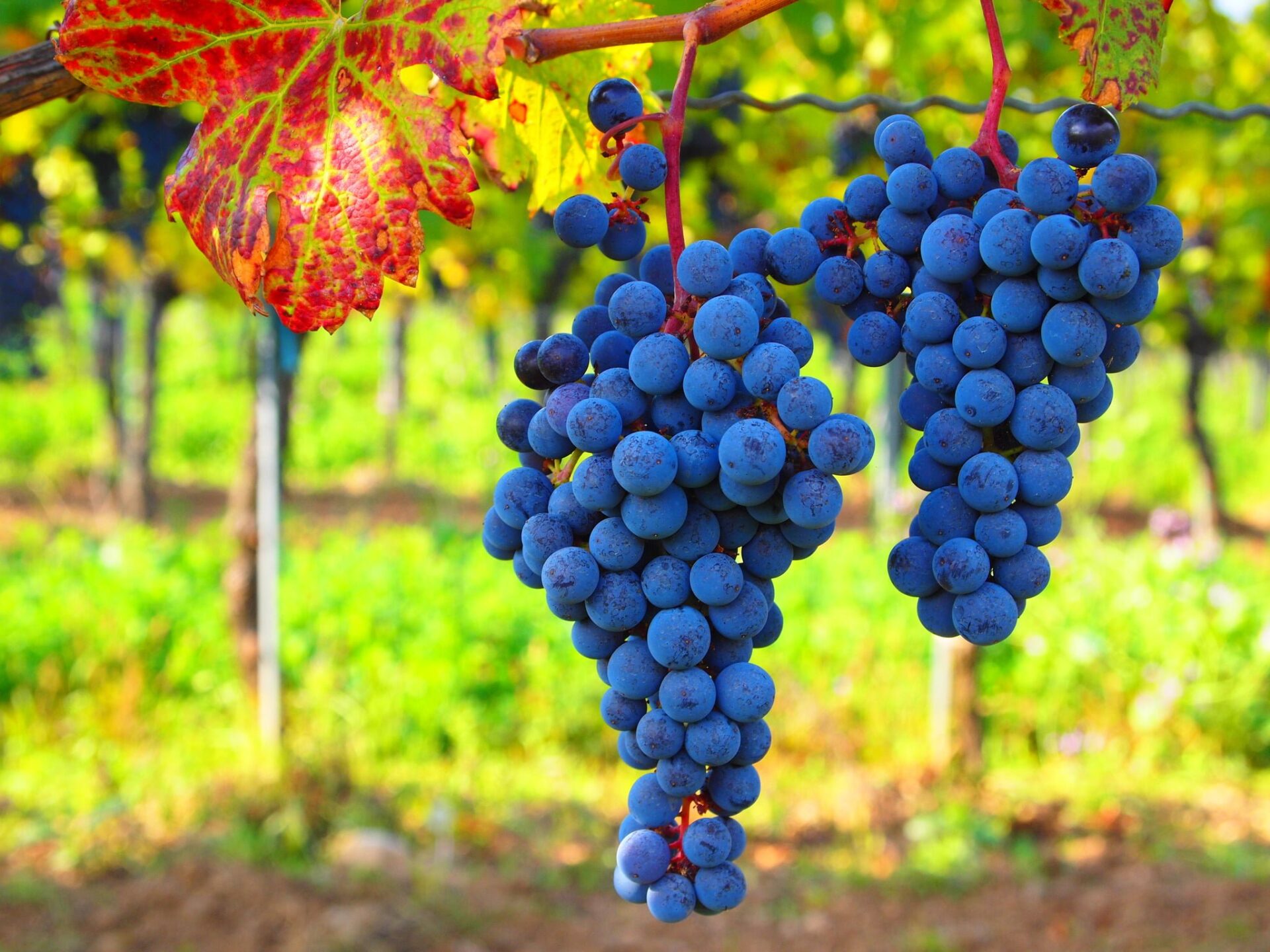 Farm Blue grapes_oberto Verzo