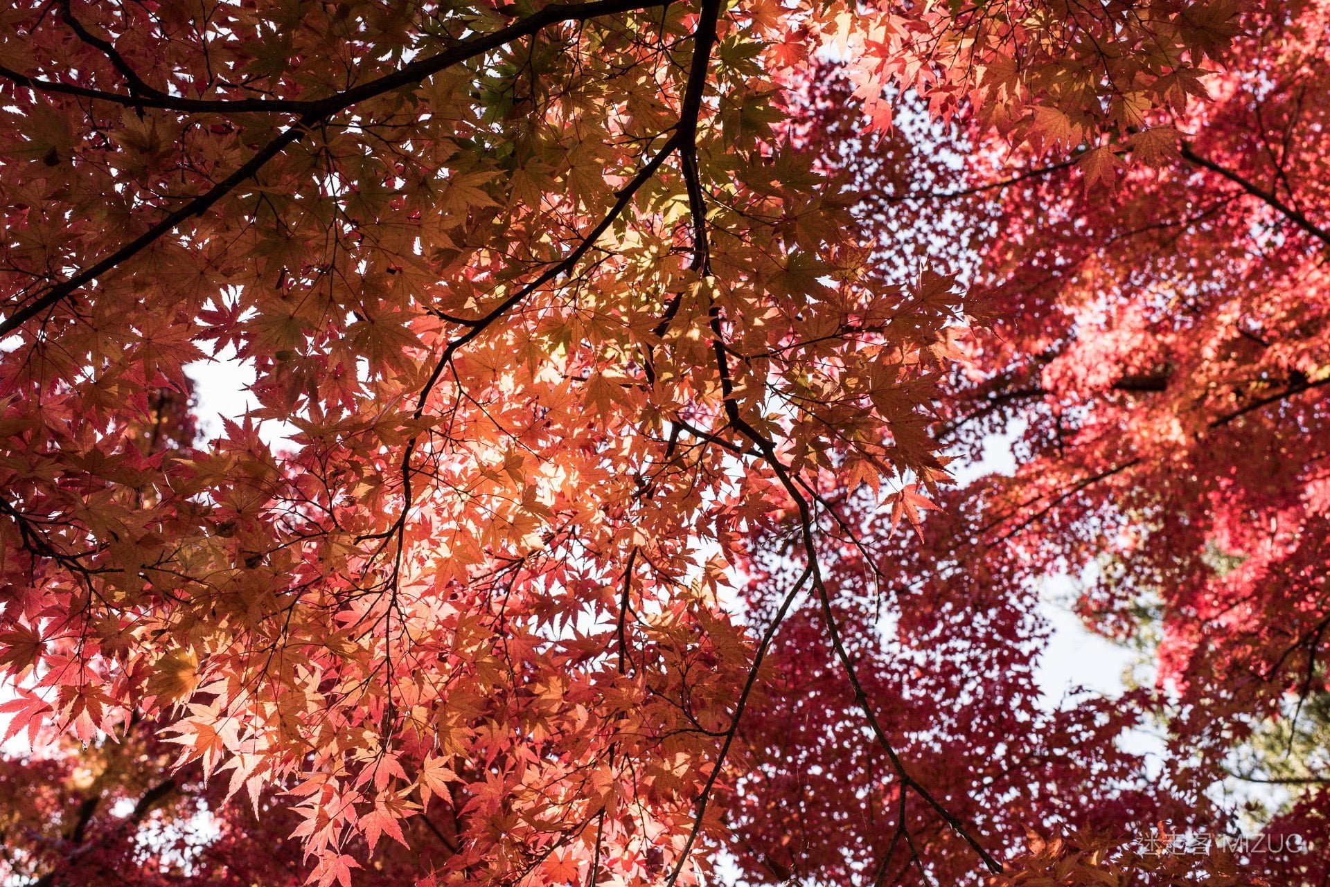 日本旅行：北海道札幌的 5 天旅遊行程初步規劃