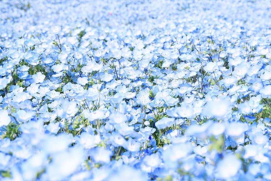 Japan’s Ibaraki Nemophila Flower Sea is About to Reach Full Bloom! Your 2025 Spring Guide to This Romantic Flower Field