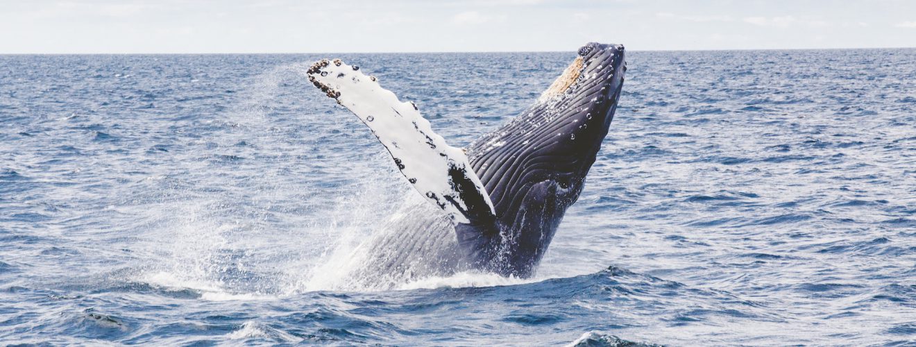 海洋生態 臺灣鯨魚的觀光資源與鯨豚種類介紹 鷹眼觀察