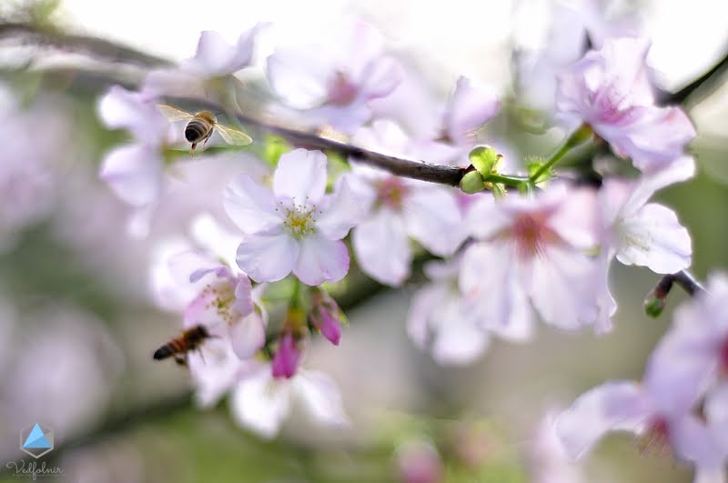 吸引大量蜜蜂屁股的香甜櫻花。