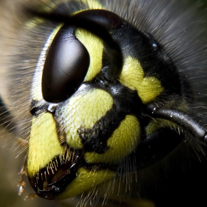 避免虎頭蜂蜇傷:躲避毒刺攻擊的方法和蜂毒處理教學🐝