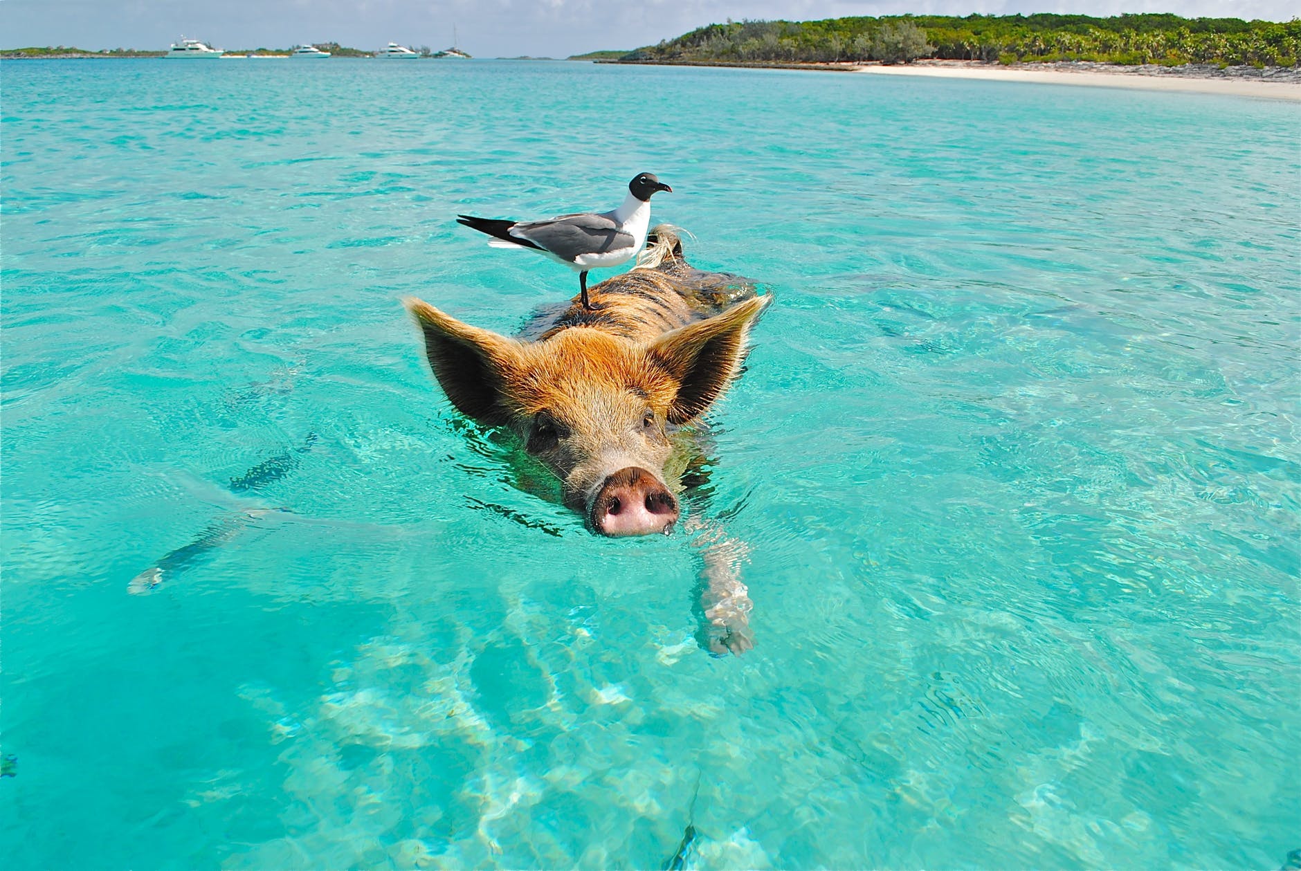 金門非洲豬瘟漂流事件：彌勒熊稱中國漁船將豬屍載來金門海域丟棄