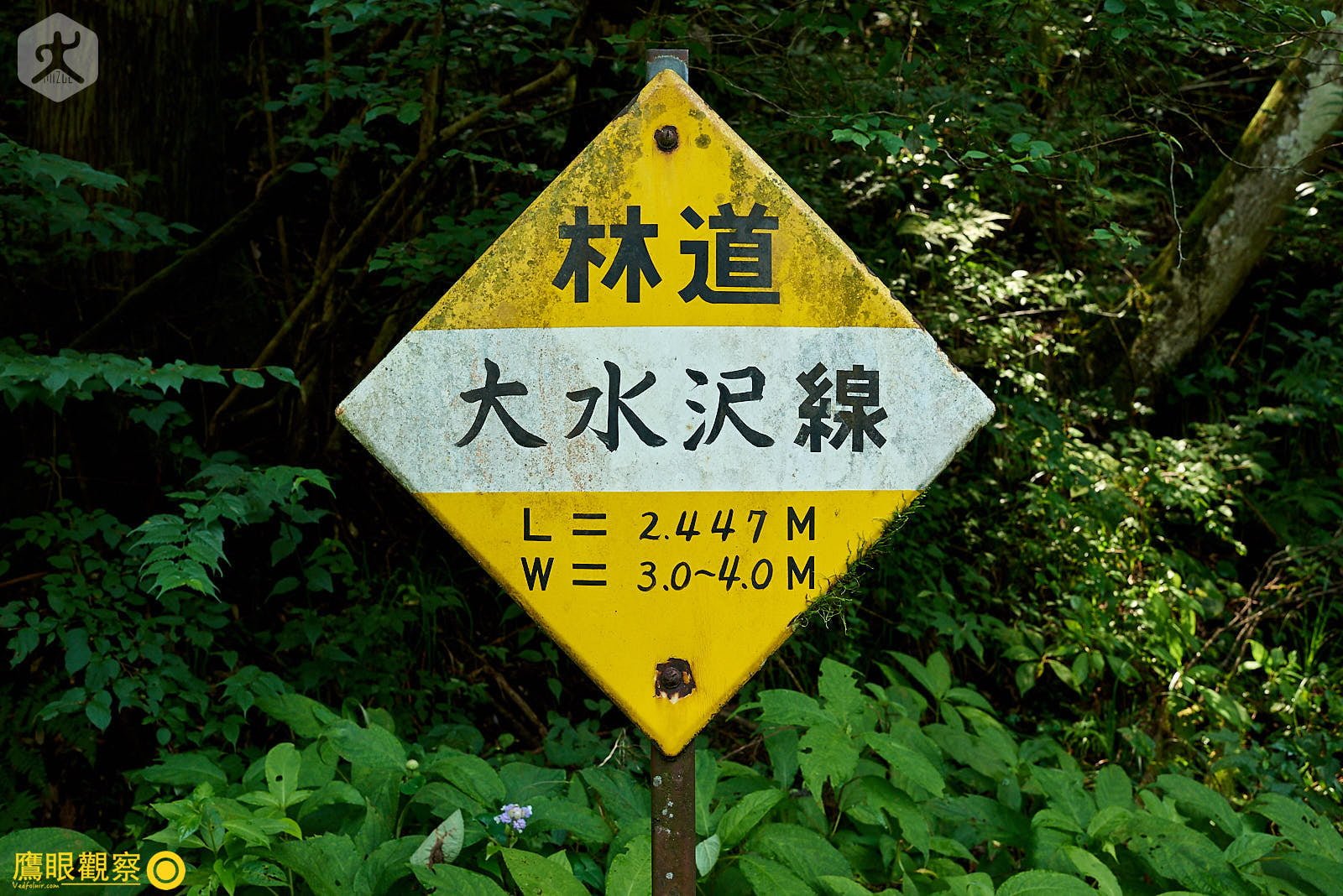 石裂山森林步道高聳巨木林蔭小道 04