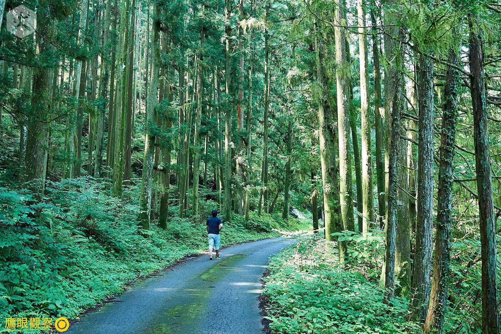 石裂山森林步道高聳巨木林蔭小道 05