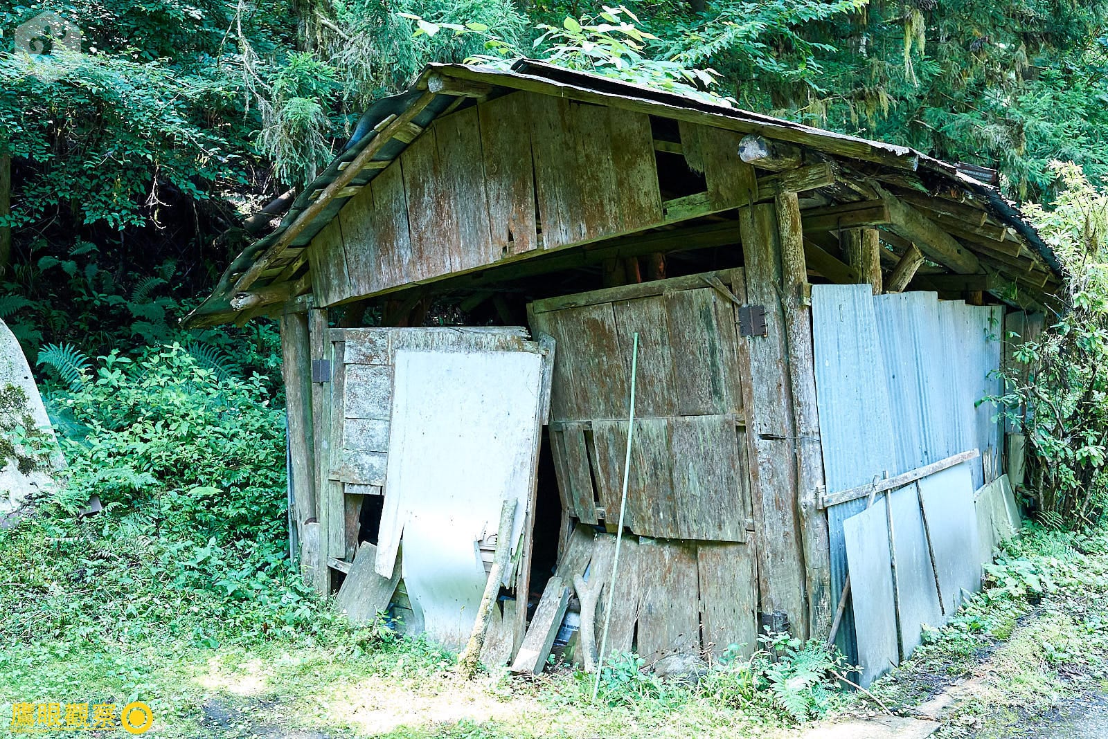 石裂山森林步道高聳巨木林蔭小道 06
