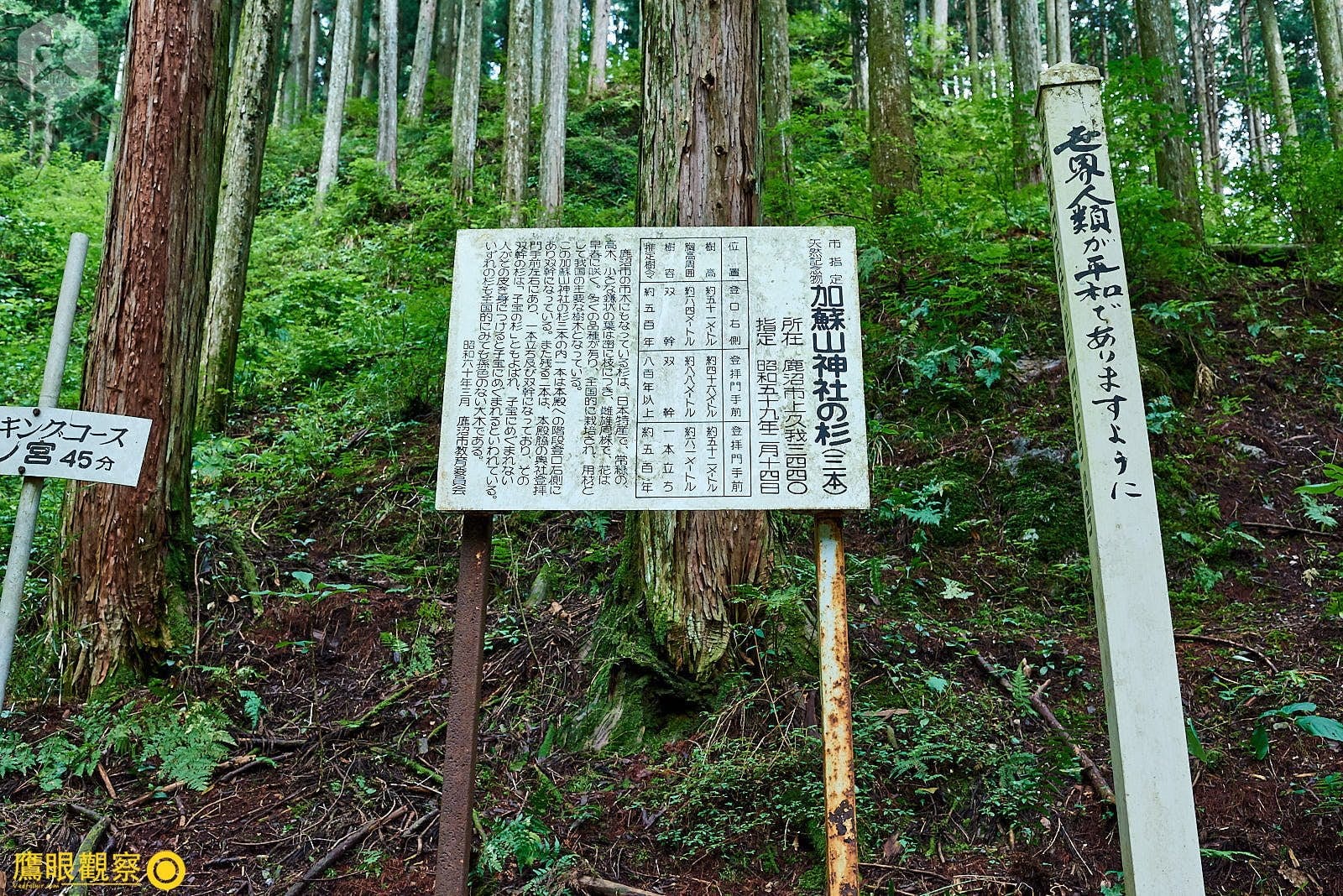 石裂山森林步道高聳巨木林蔭小道 07