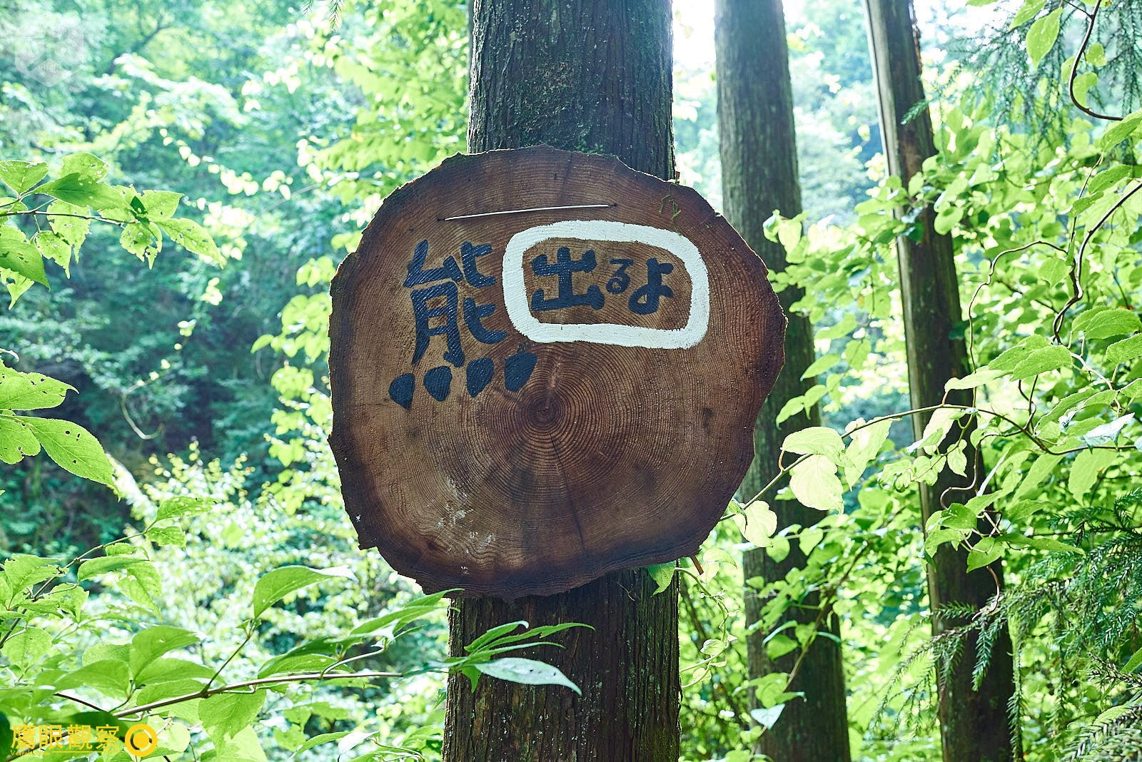 熊出沒注意