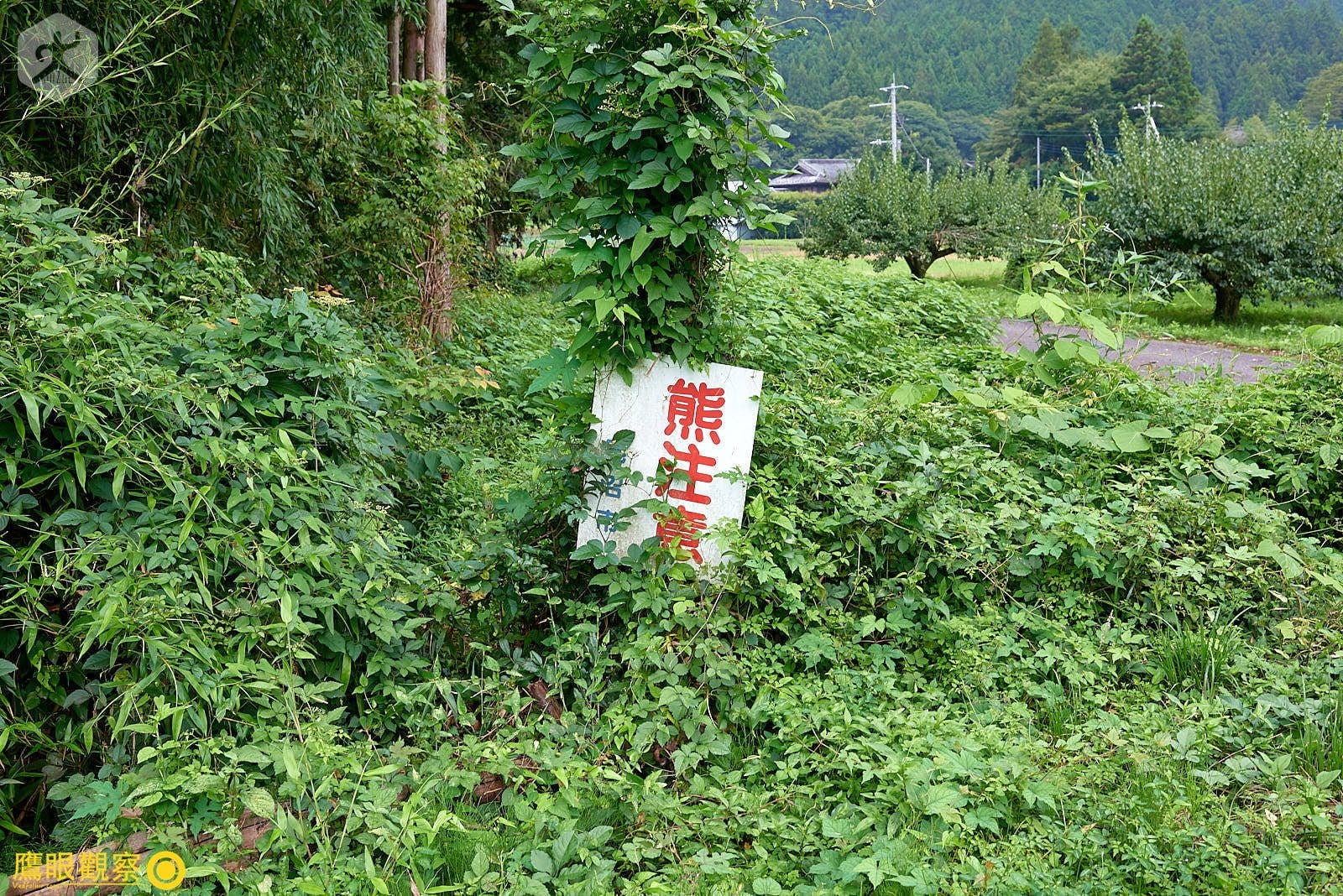 熊出沒注意