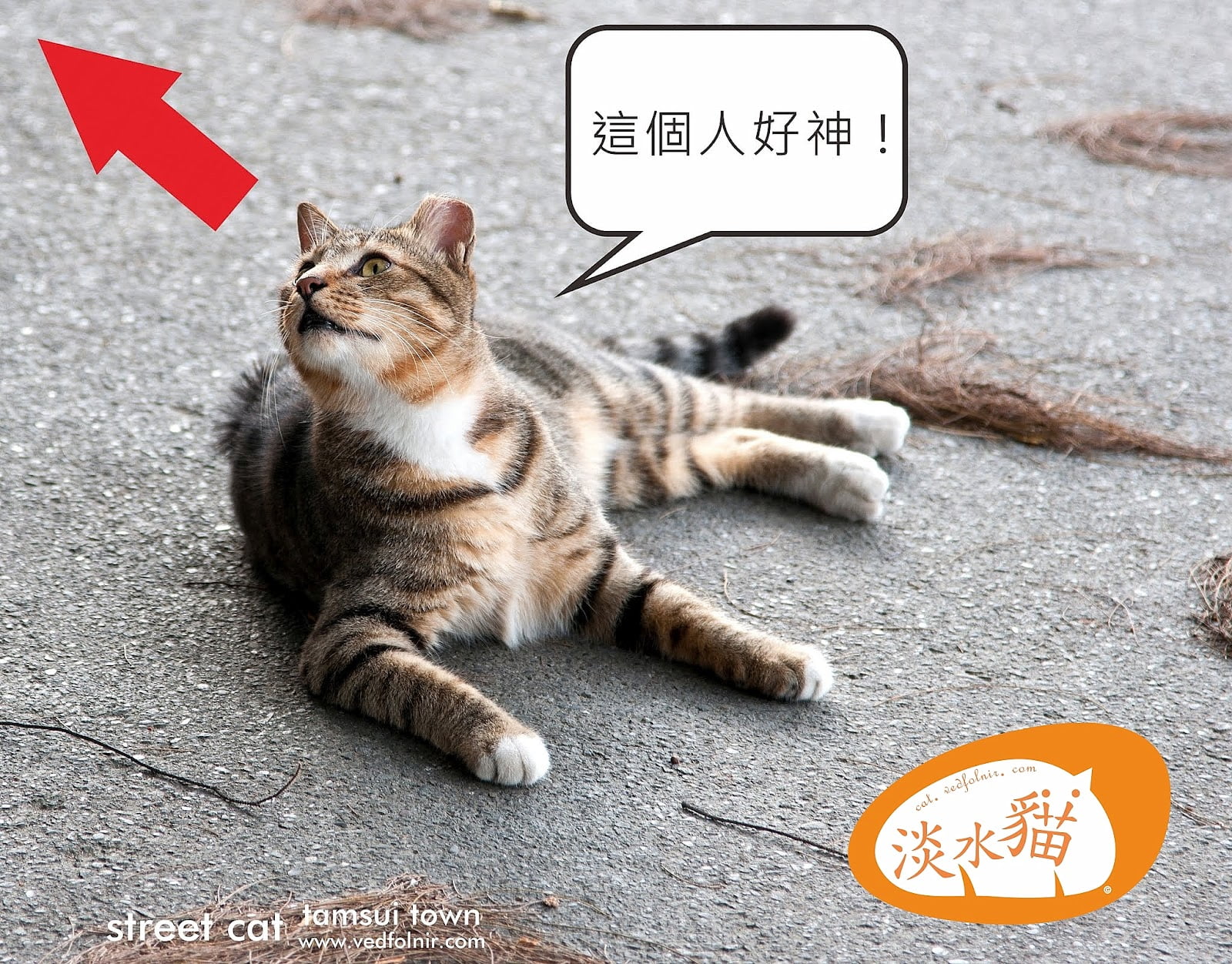 淡水貓界中的呆呆貓襪子崇拜我