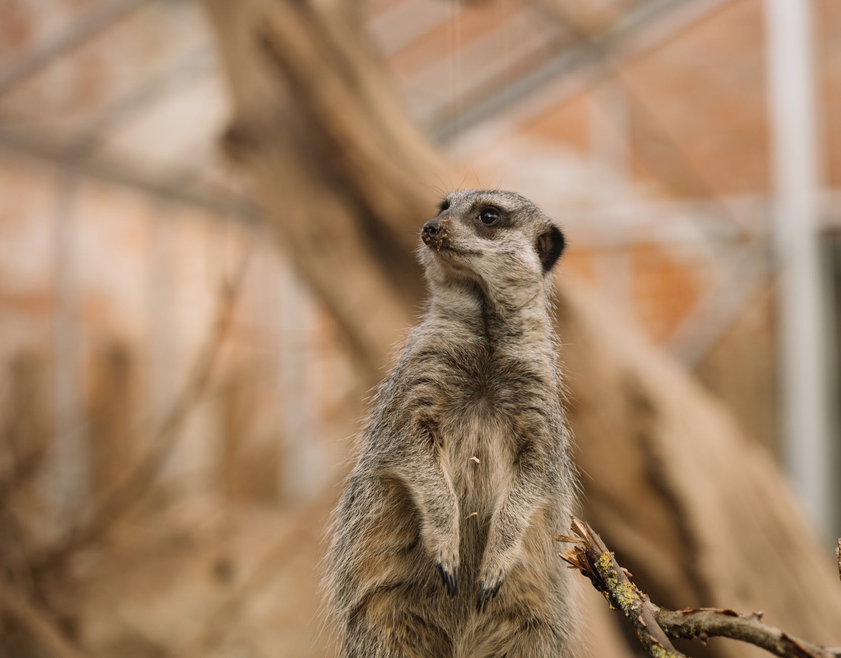 可愛的狐獴站在動物園圍欄裡